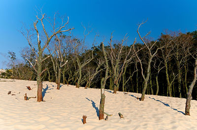 Panoramic shot of trees on beach against blue sky