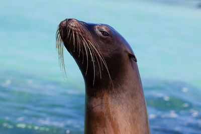 Close-up of sea lion against sea