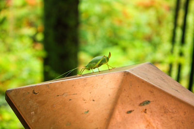 Close-up of insect on wood