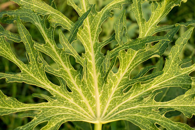 Full frame shot of fresh green plants