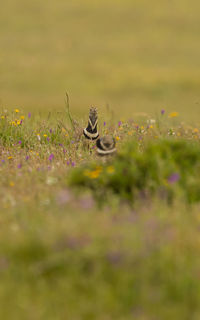 View of an insect on field