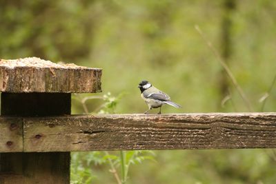 Bird perching on wood