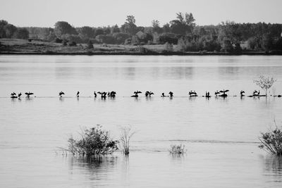 Flock of birds swimming in lake