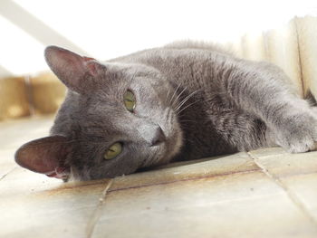 Close-up of cat relaxing at home