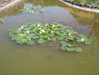 Water lily in lake