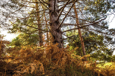 Low angle view of trees in forest against sky