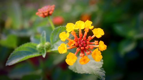 Close-up of yellow flowering plant