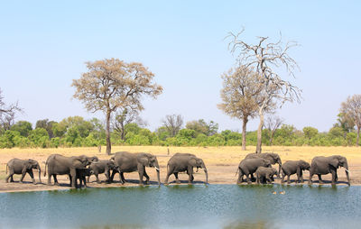 View of elephants walking next to a waterhole 