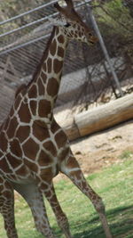 Close-up of giraffe