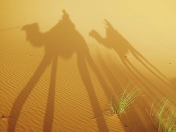 Shadow of people riding camels on sand