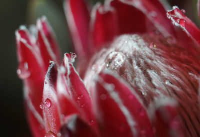 Close-up of water drops on red flower