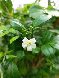 Close-up of white flowers blooming outdoors