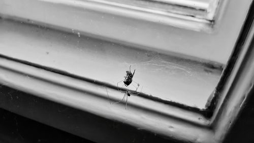 Close-up of spider on window