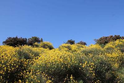 Yellow flowering plants on field against clear blue sky