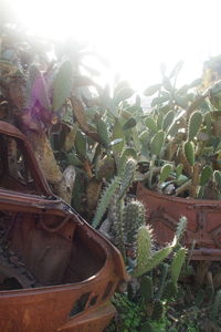 Close-up of cactus plant in field