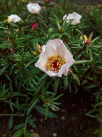 Close-up of white flowering plant on field