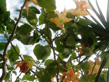 Low angle view of tree against sky