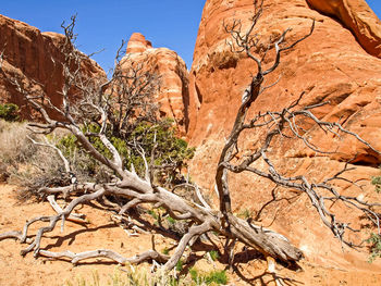 Dead tree on rock formation in desert