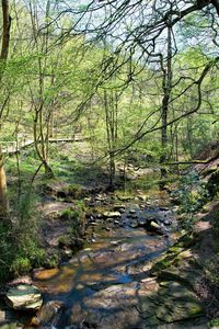 View of trees in forest