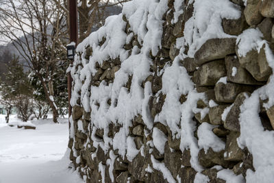 Close-up of snow covered tree on field