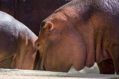 Close-up of horse in zoo