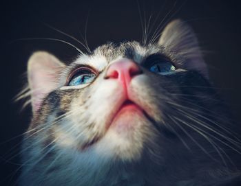 Close-up portrait of cat