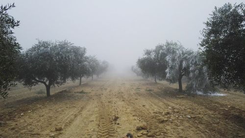 Trees on landscape against sky