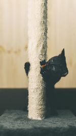 Close-up of a black cat on wall at home