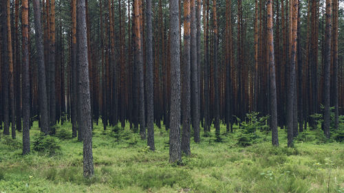 Trees in forest