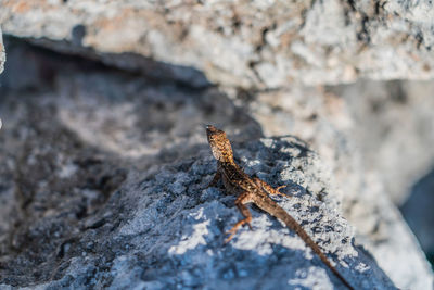 Close-up of lizard on rock
