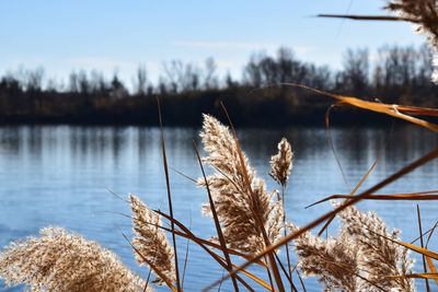 Close-up of plants against calm lake