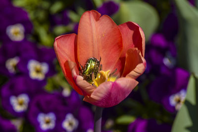 Insect in the tulip