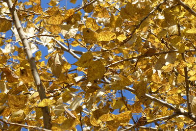 Low angle view of yellow leaves on tree