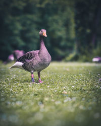 View of a bird on field