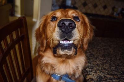 Close-up portrait of dog at home