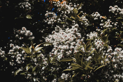 Close-up of white flowering plants