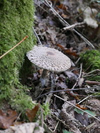 Close-up of mushroom growing in forest