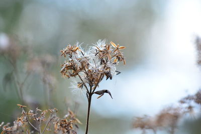 Close-up of wilted plant against blurred background