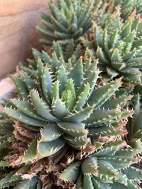 High angle view of succulent plant