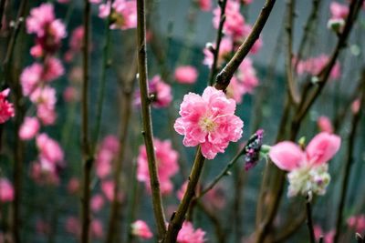 Close-up of pink flowers blooming outdoors