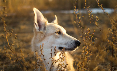 Dog looking away on field