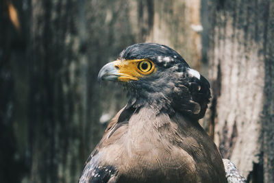 Close-up of a bird