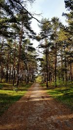 Road amidst trees in forest against sky