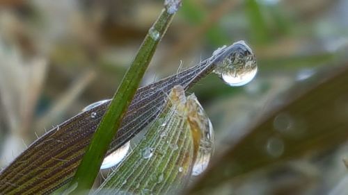 Close-up of raindrops on leaf