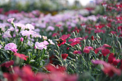 Close-up of red flowers blooming outdoors
