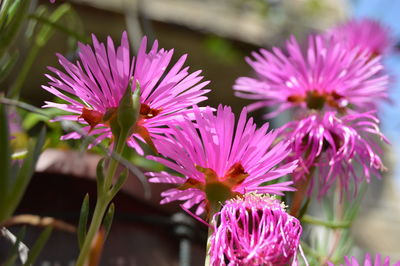 Close-up of pink flowering plants