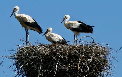 Birds perching on nest against clear sky