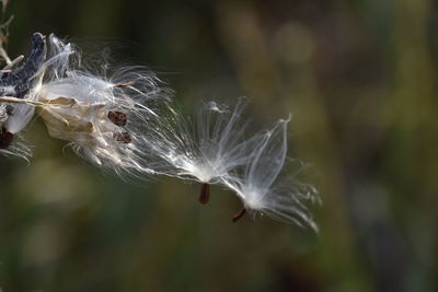 Close-up of wilted plant