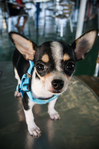 Close-up portrait of dog