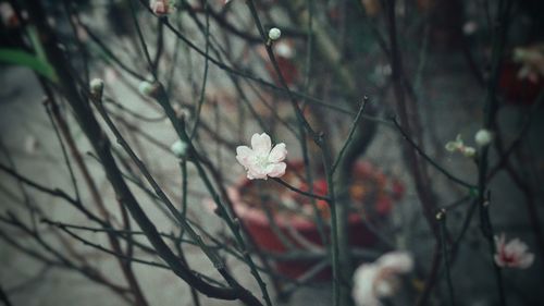 Close-up of white cherry blossom on tree